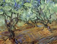 Gogh, Vincent van - Olive Orchard